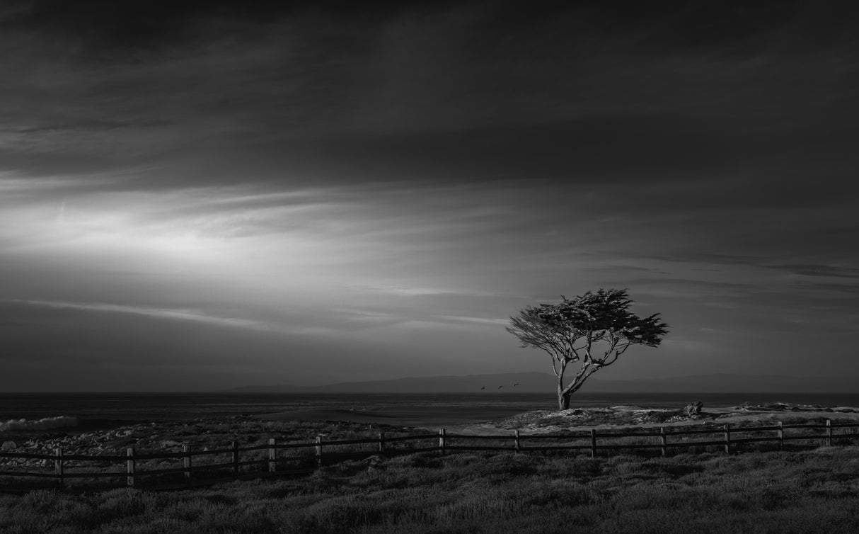 The lone tree Poster och Canvastavla