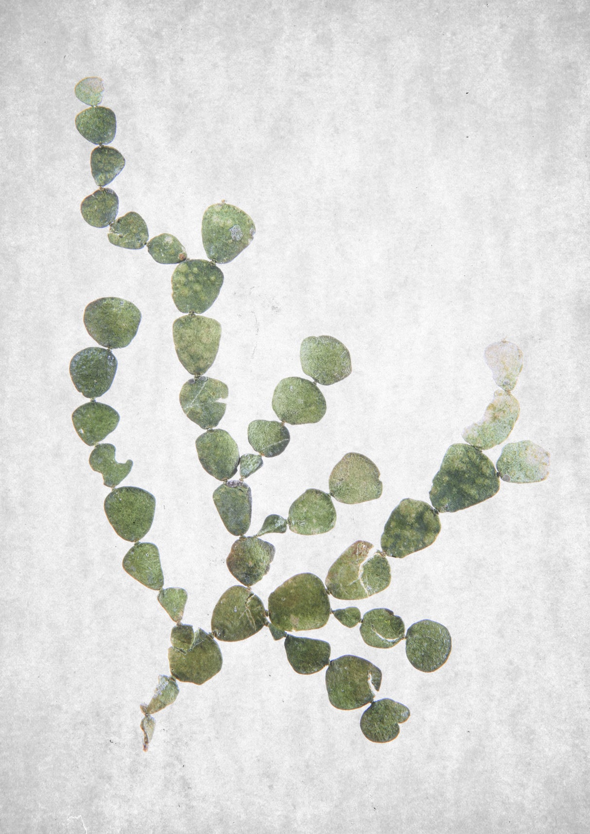 Spring Tide 02 Poster och Canvastavla