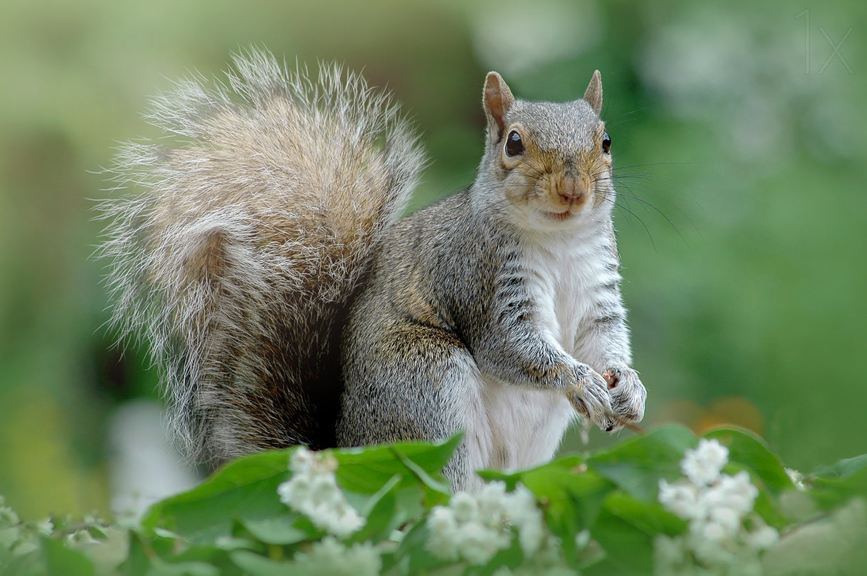 Eastern Grey Squirrel Poster och Canvastavla