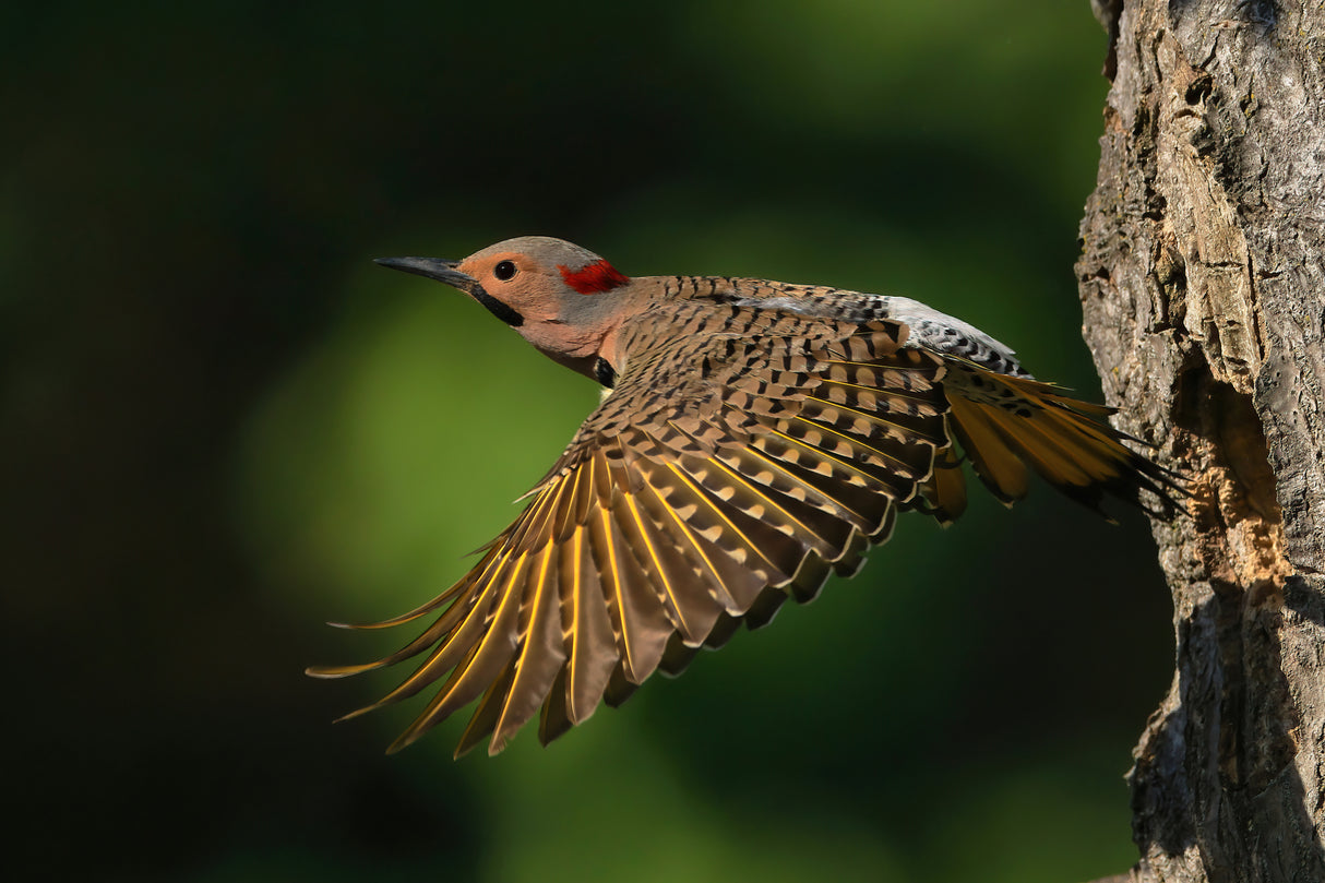 Northern Flicker Poster och Canvastavla