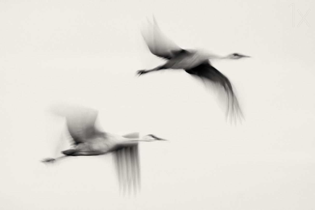 Flying Dreams Poster och Canvastavla
