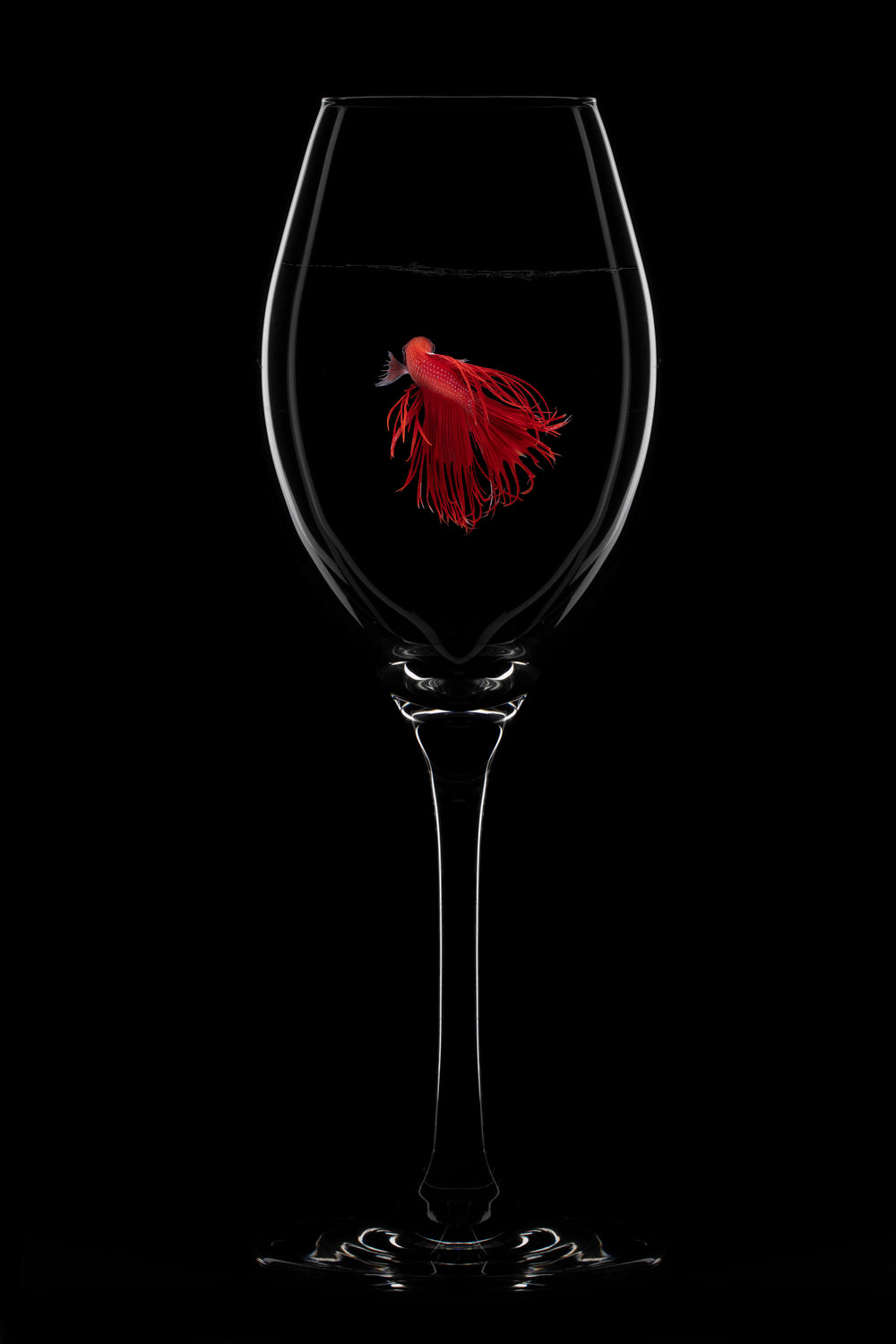 Cheers Poster och Canvastavla