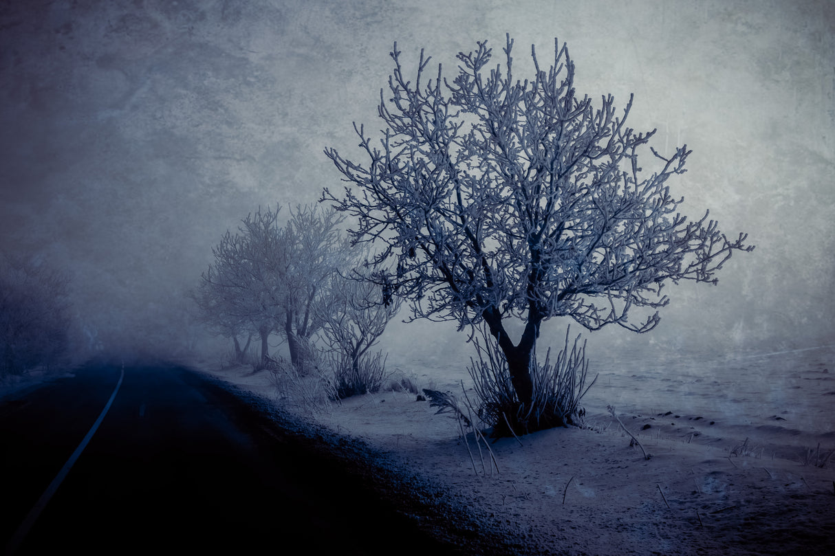 At night foggy Poster och Canvastavla
