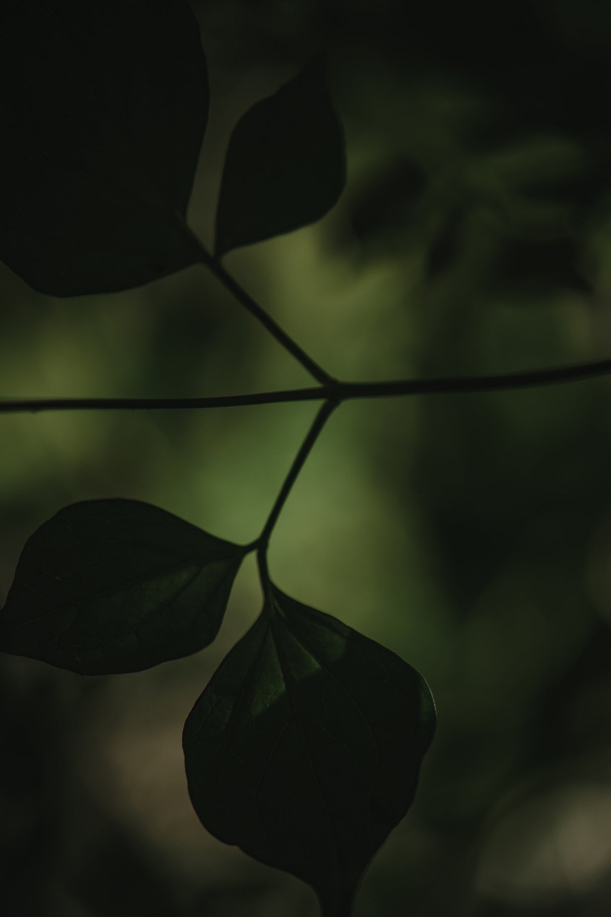 Botanical Series - Leaves 4/5 Poster och Canvastavla