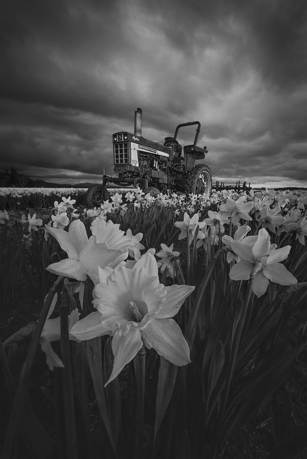 Tractor in Daffodils Poster och Canvastavla