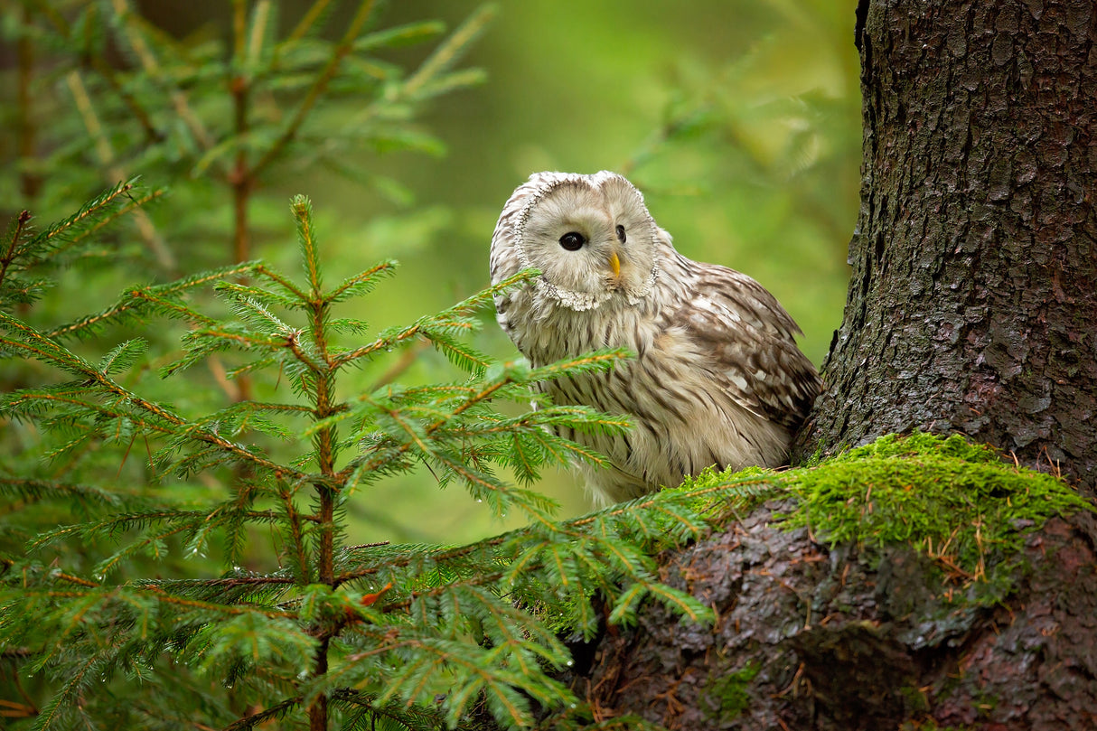 Ural Owl Poster och Canvastavla