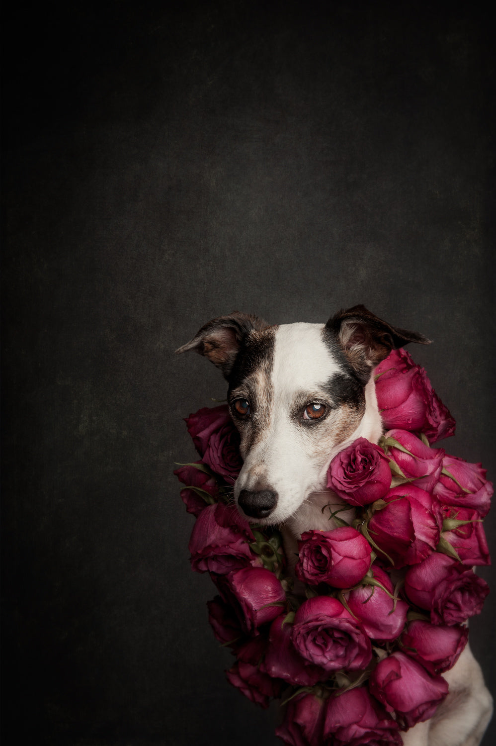 Rose Queen II Poster och Canvastavla