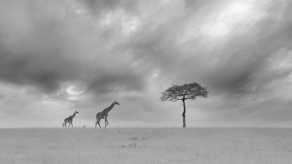 A Cloudy Day Poster och Canvastavla