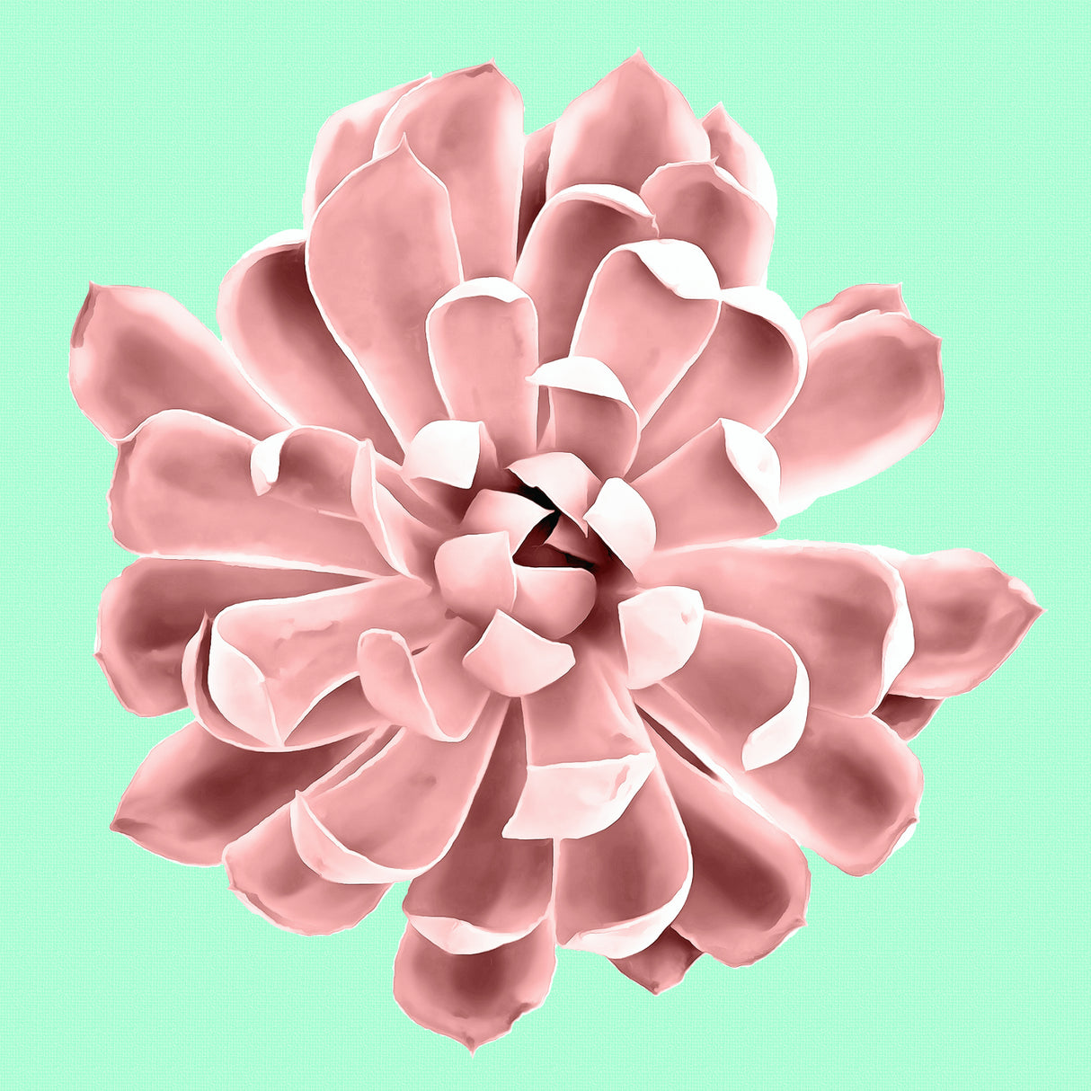 Pink Succulents on Teal Poster och Canvastavla