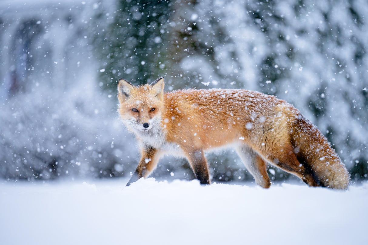 Snowy day Poster och Canvastavla