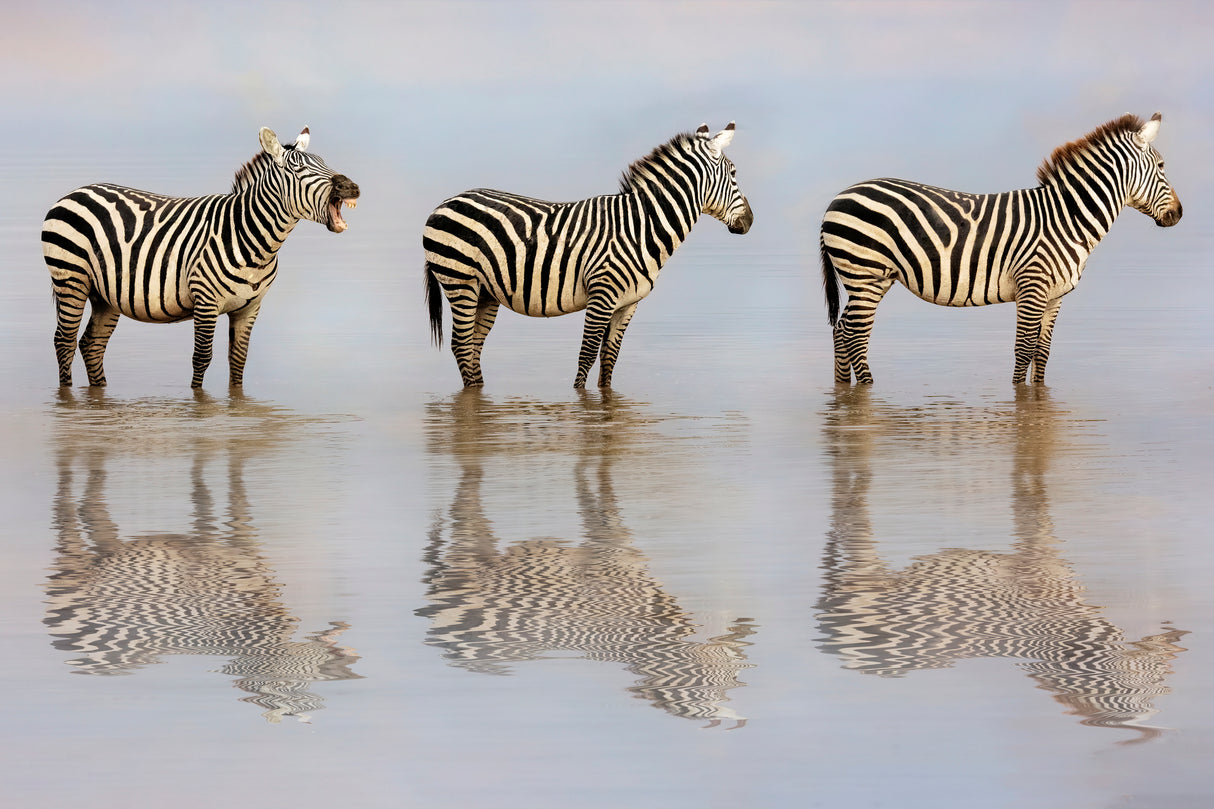 The Bossy Zebra Poster och Canvastavla
