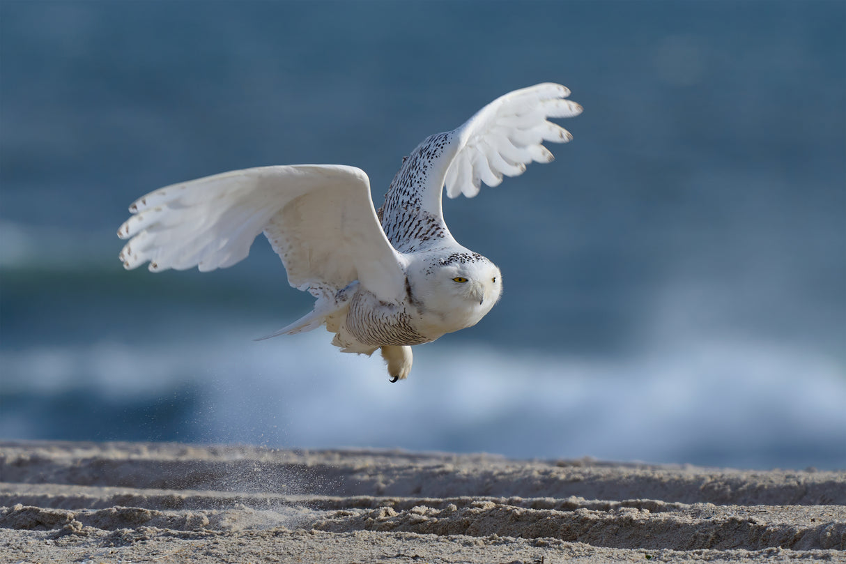 Flight of the Snowy Owl Poster och Canvastavla