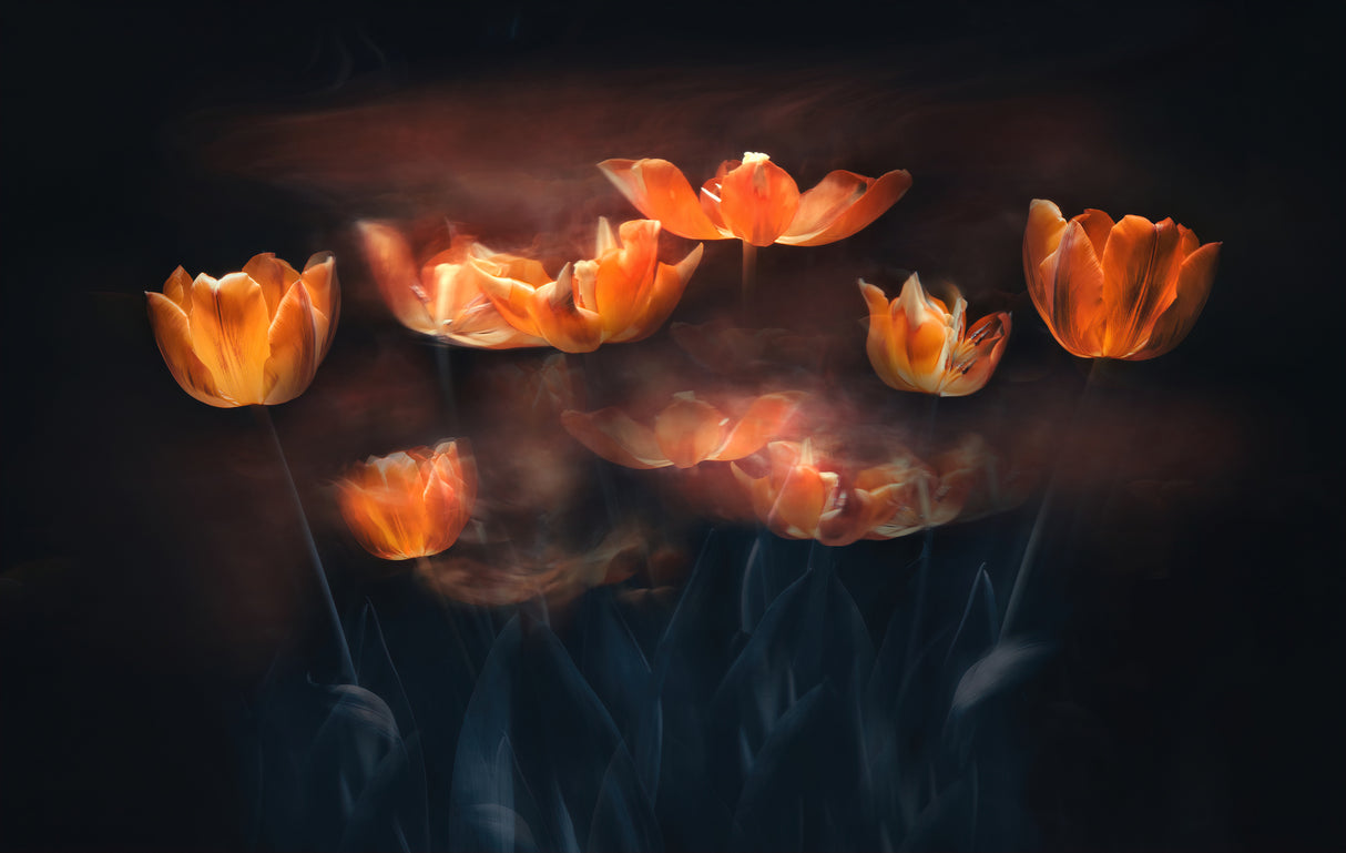 Tulips on Fire Poster och Canvastavla