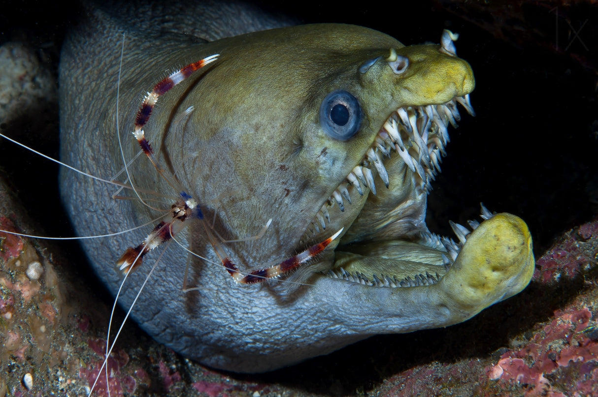 Viper moray and boxer shrimp Poster och Canvastavla