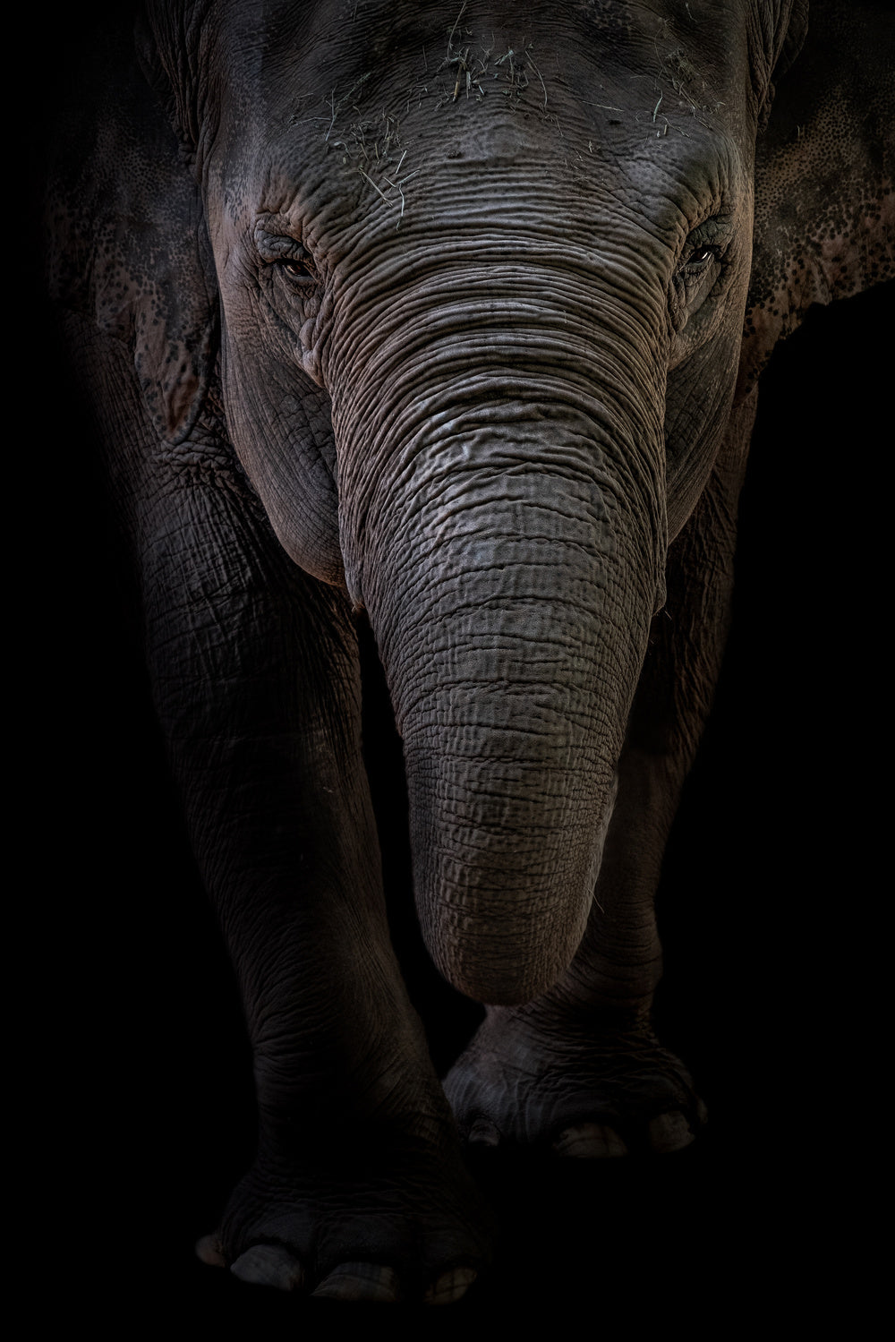 Dumbo Poster och Canvastavla