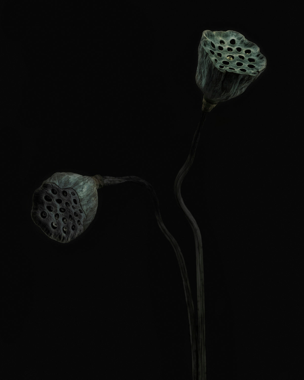 Lotus heads Poster och Canvastavla