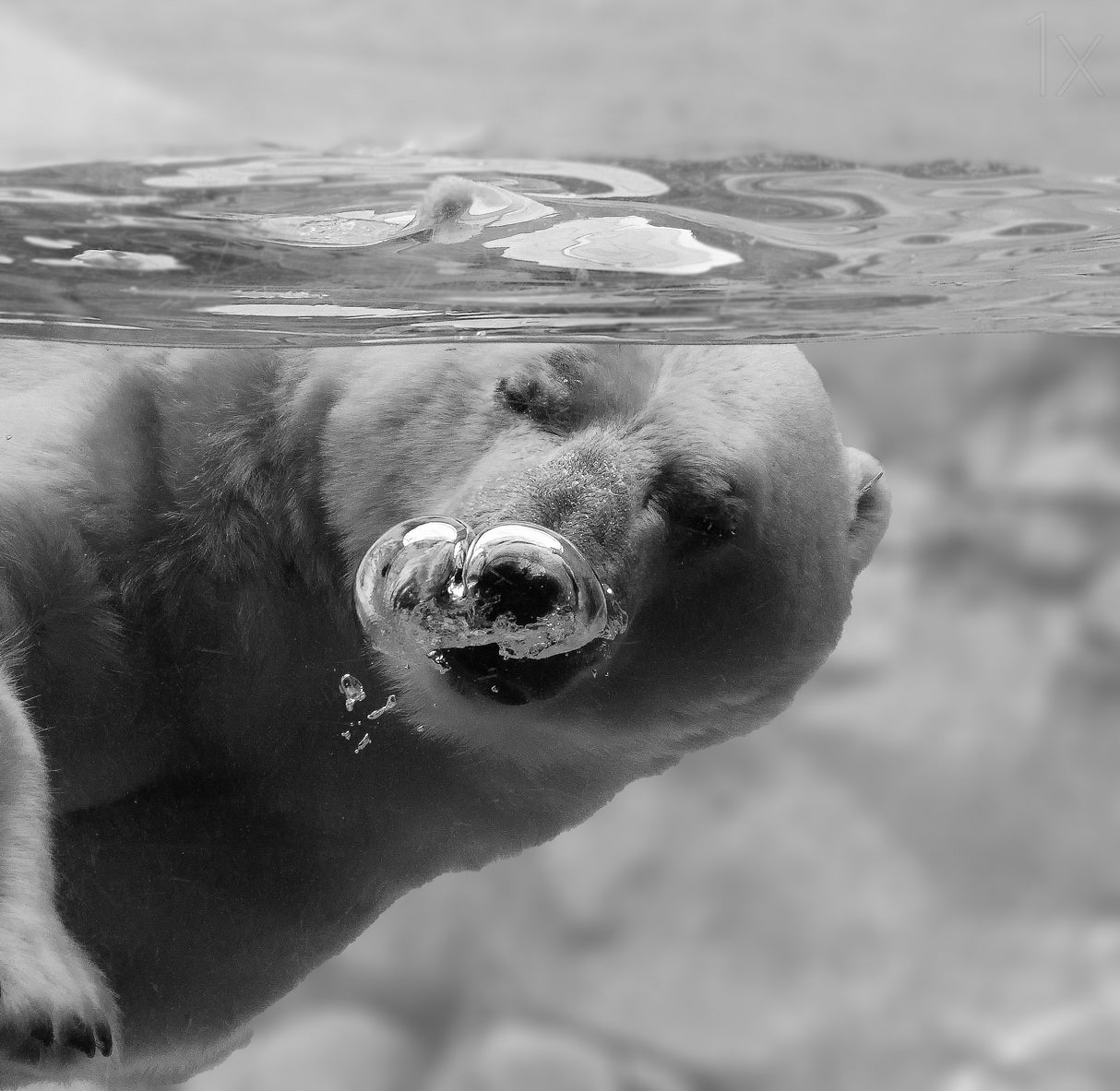 Bubbles Poster och Canvastavla