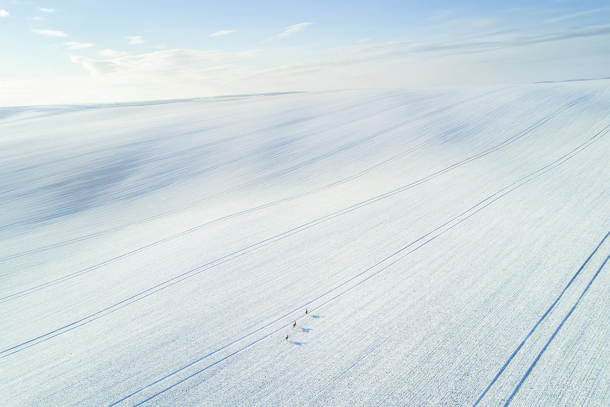 Winter wonderland Poster och Canvastavla