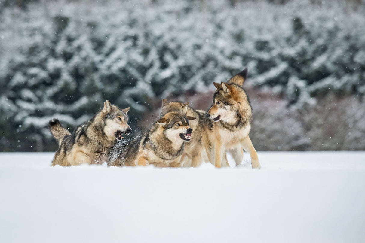 Wolves discuss, Canis lupus, confusion in the pack Poster och Canvastavla