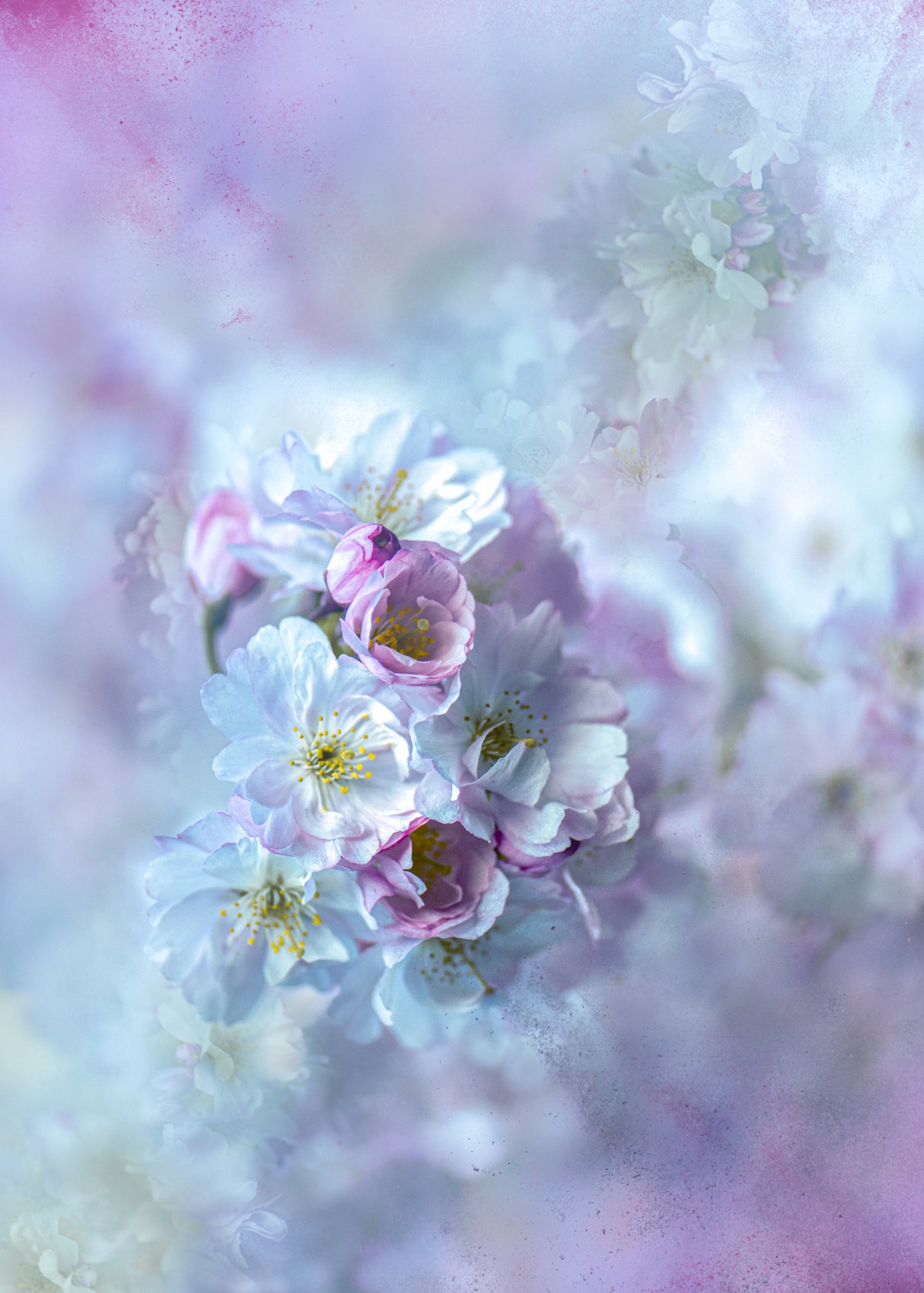 Spring Poster och Canvastavla