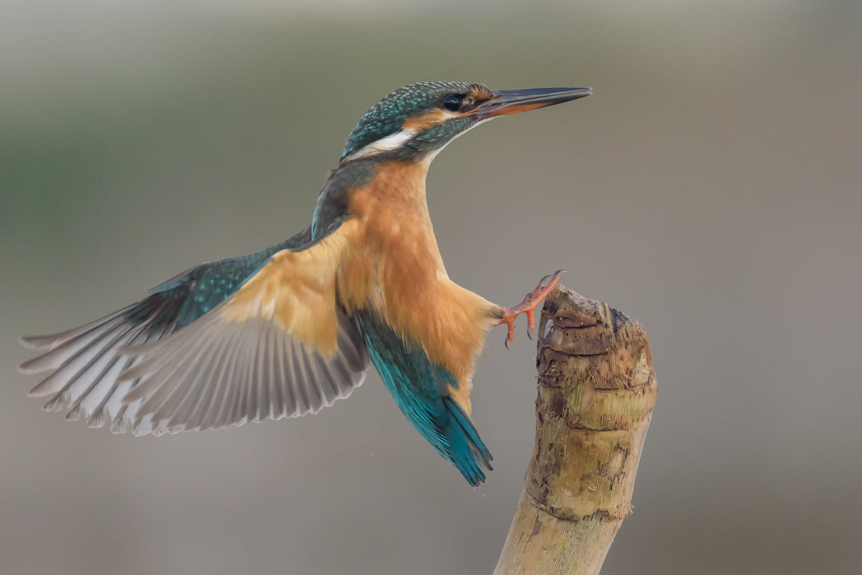 Alcedo atthis #2 Poster och Canvastavla