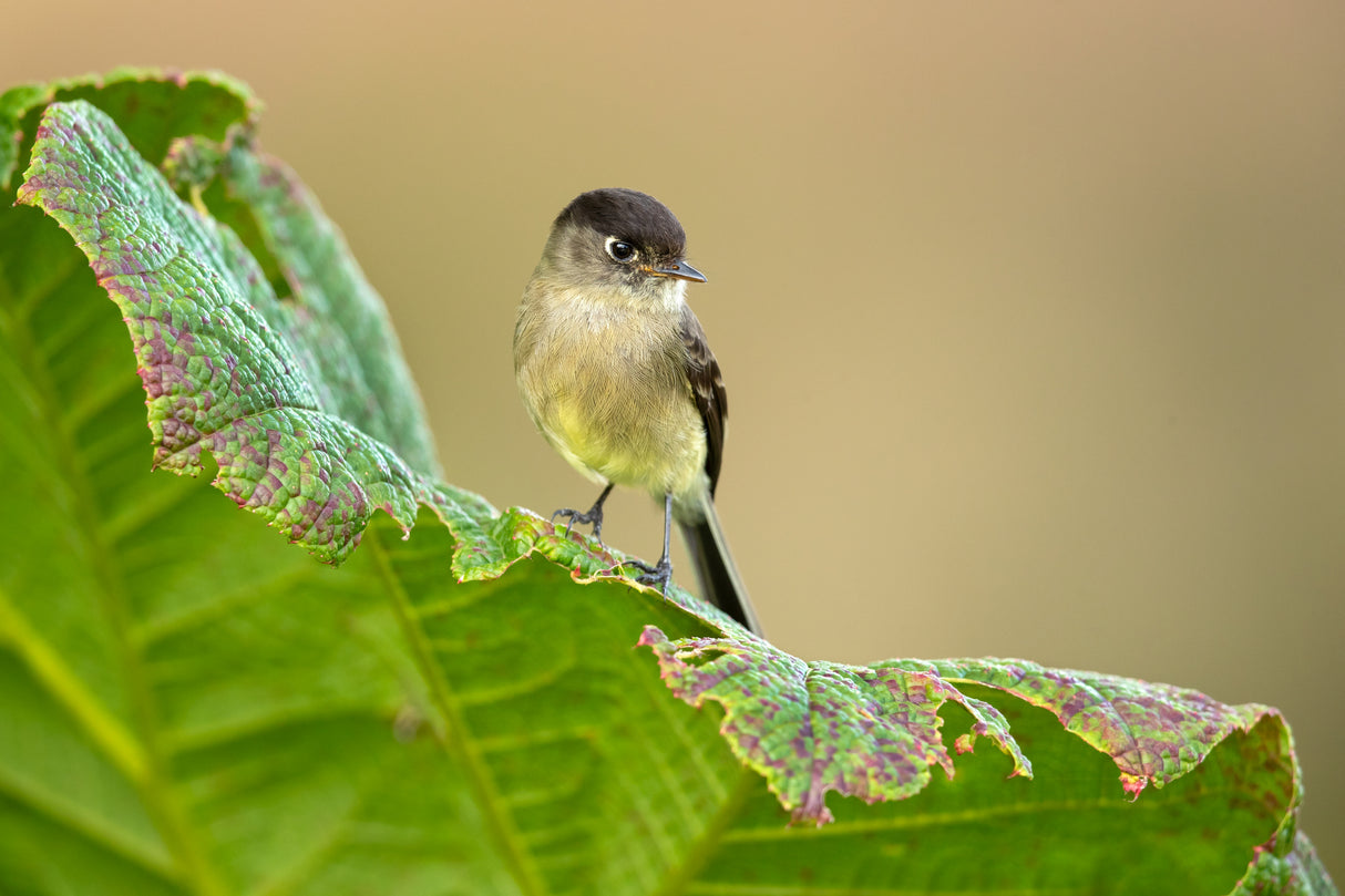 Black-capped flycatcher Poster och Canvastavla