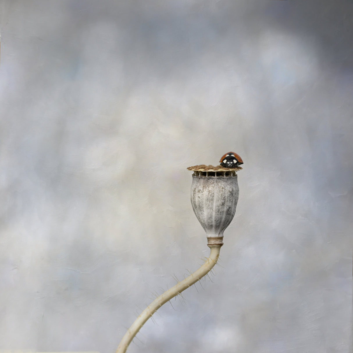 Poppy pod & ladybird Poster och Canvastavla