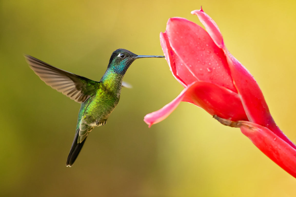Talamanca hummingbird Poster och Canvastavla