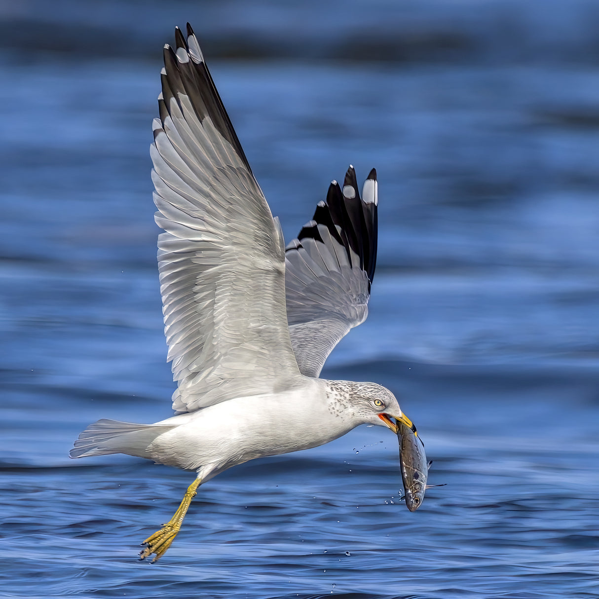 Ring billed gull Poster och Canvastavla