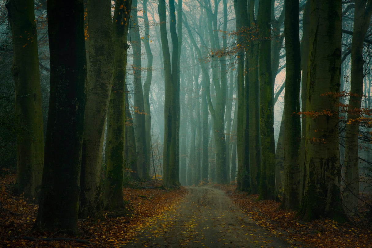 Last leaves Poster och Canvastavla