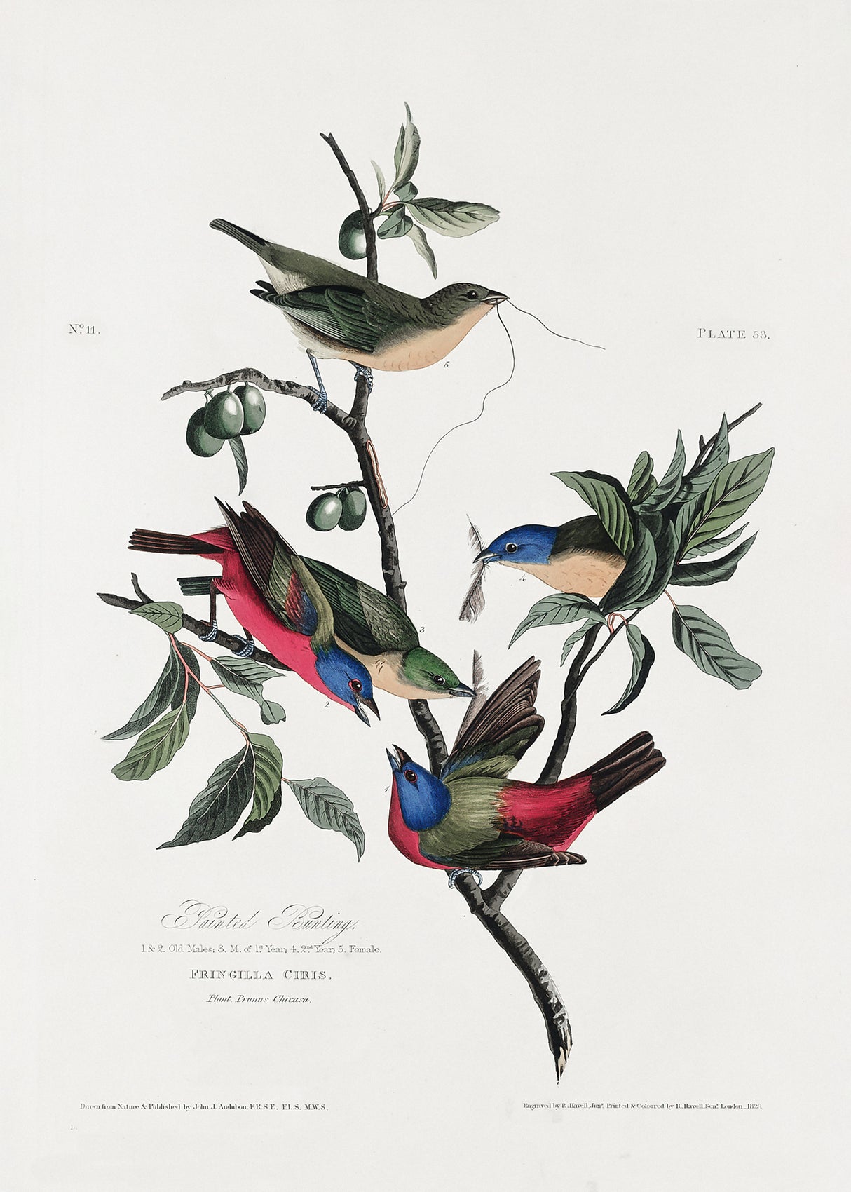 Painted Finch From Birds of America (1827) Poster och Canvastavla