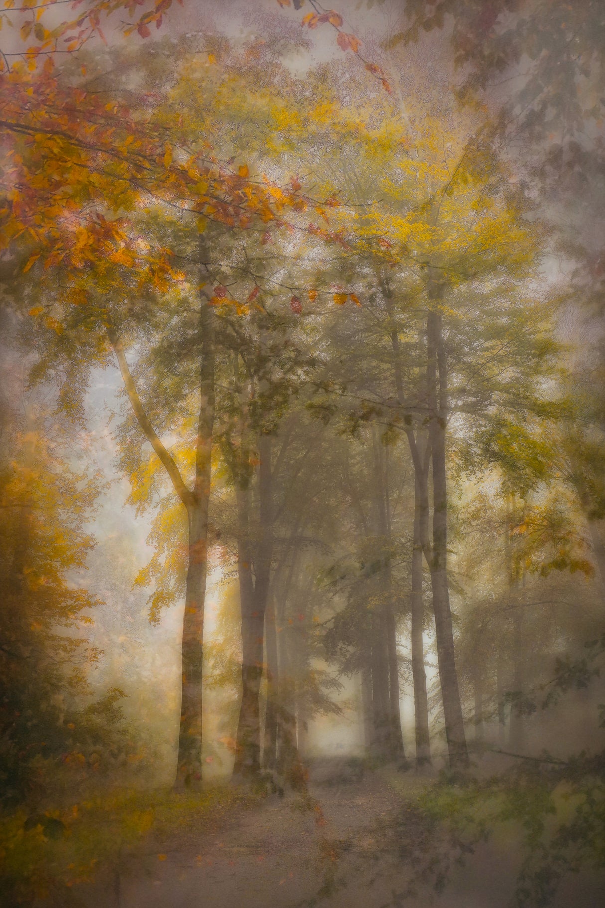 Through leaves Poster och Canvastavla