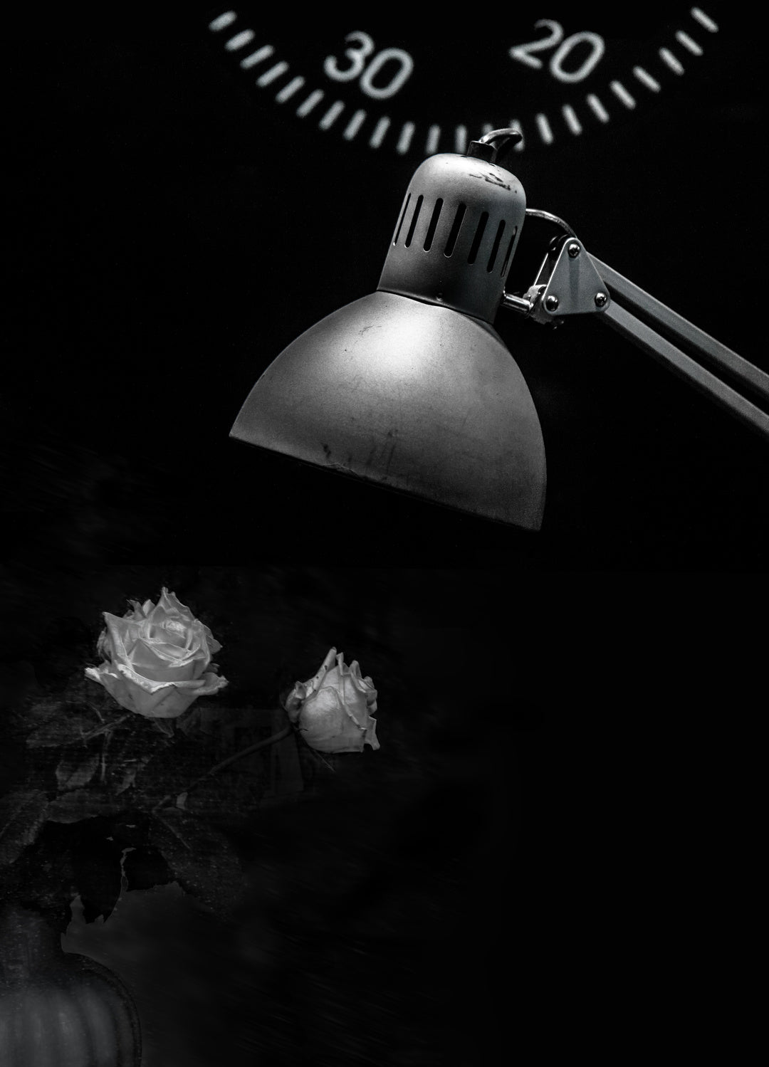 white roses Poster och Canvastavla