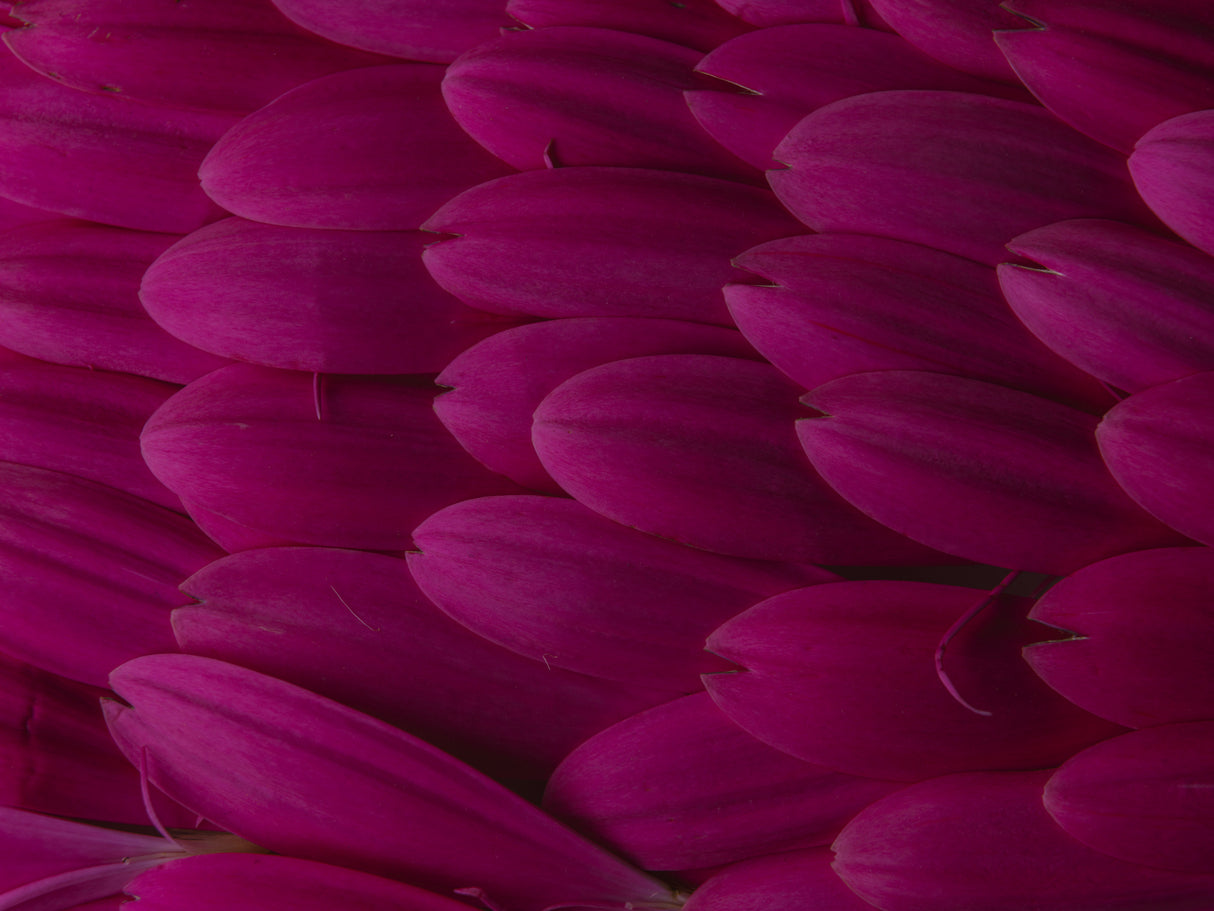 flower petals Poster och Canvastavla