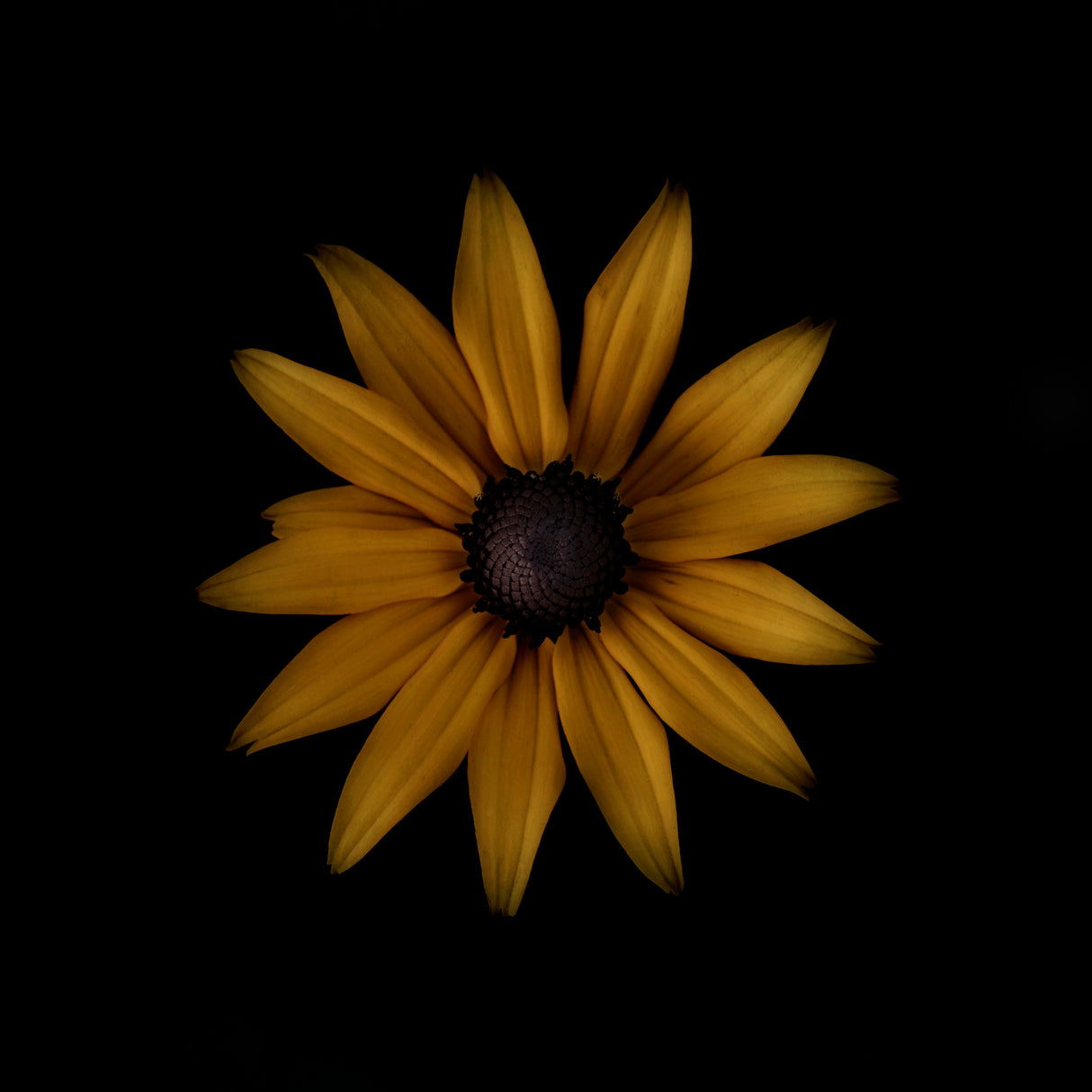 Rudbeckia Poster och Canvastavla