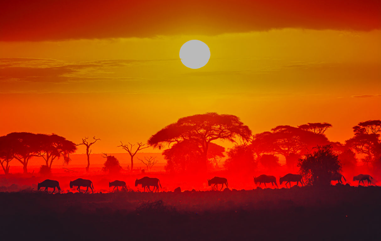 Amboseli sunrise Poster och Canvastavla