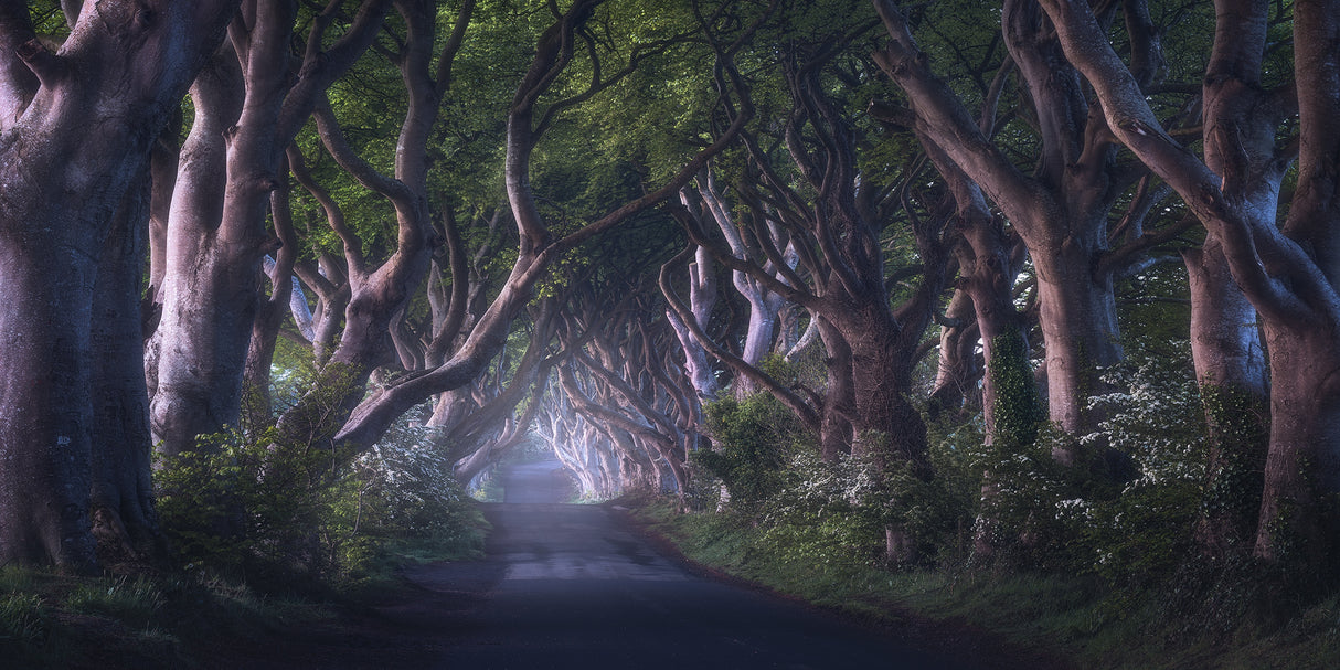 The Dark Hedges Poster och Canvastavla