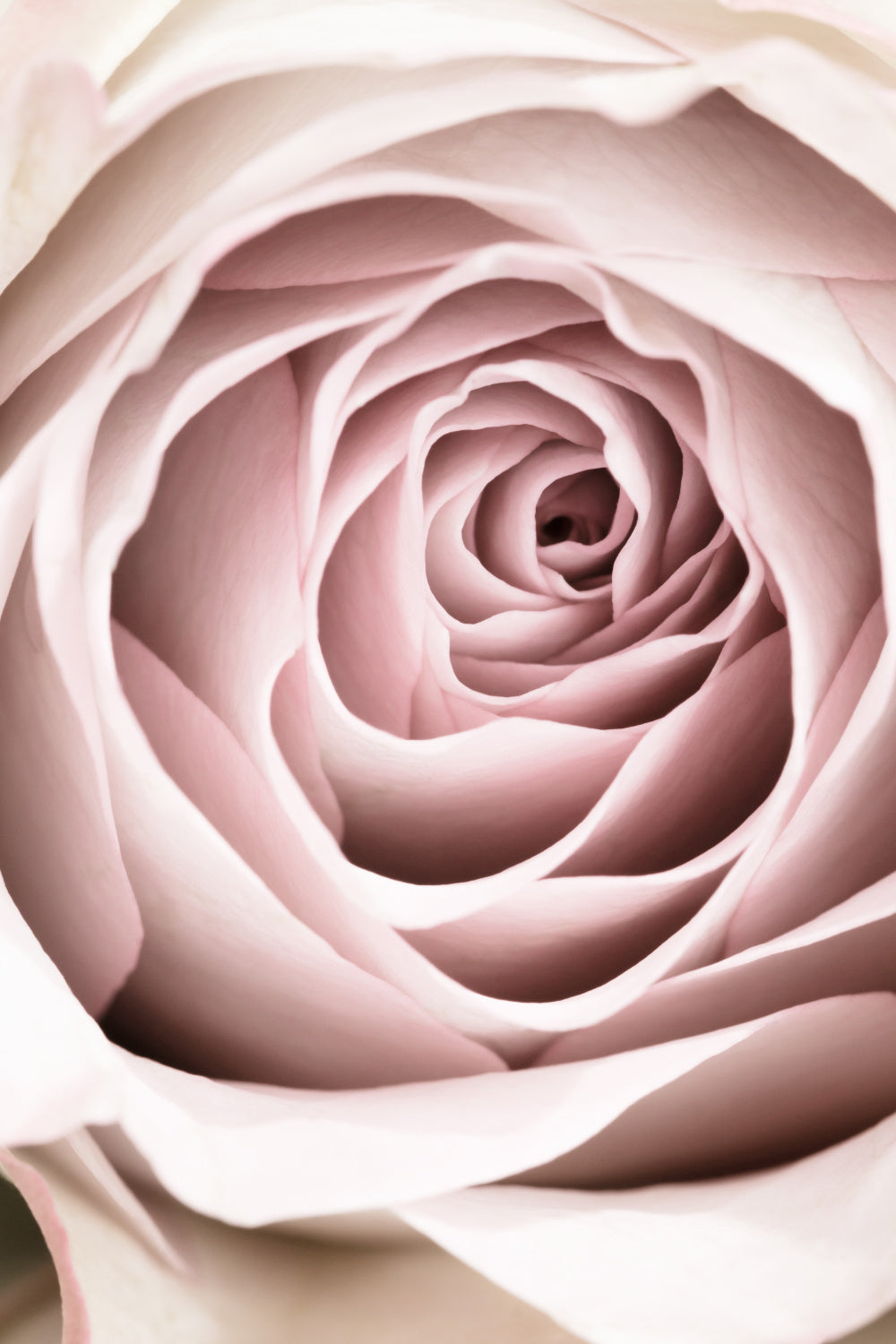 Pink Rose No 03 Poster och Canvastavla
