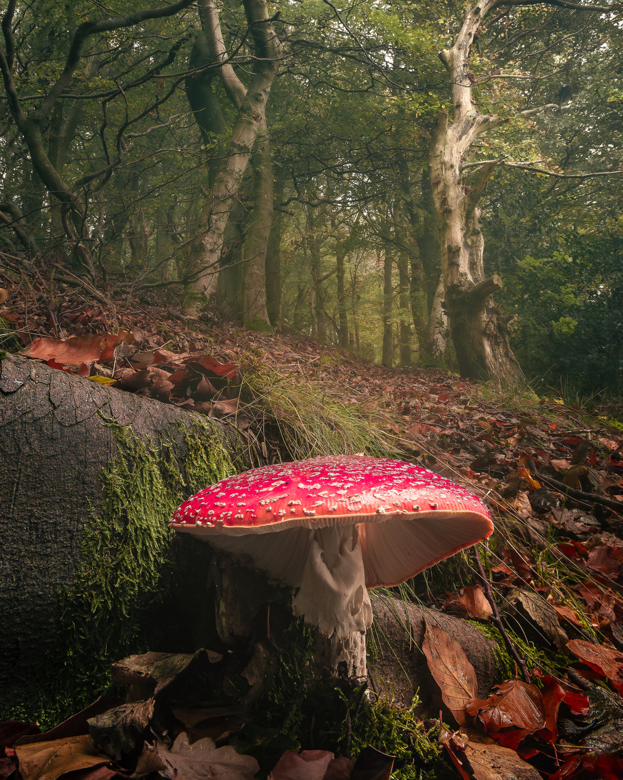 Agaric Dreams Poster och Canvastavla