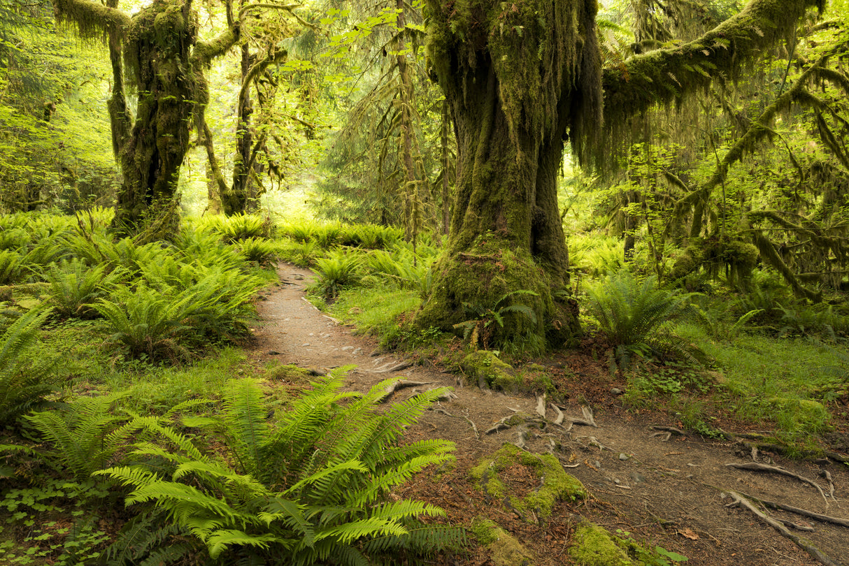 Hoh Rainforest Poster och Canvastavla