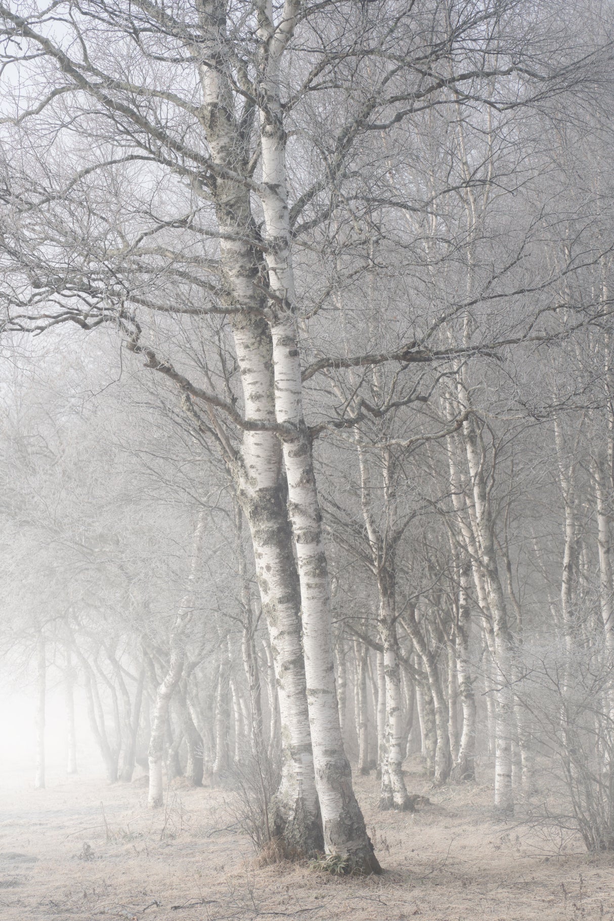 Misty tree Poster och Canvastavla