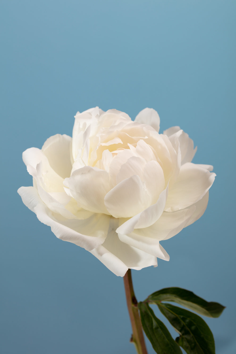 Peony_2 Poster och Canvastavla