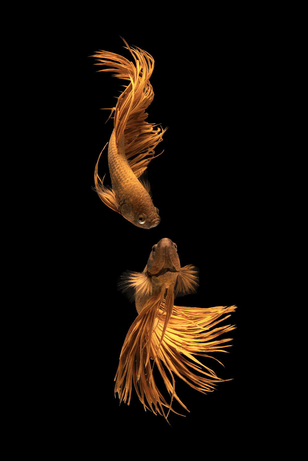 Love Story of the Golden Fish Poster och Canvastavla