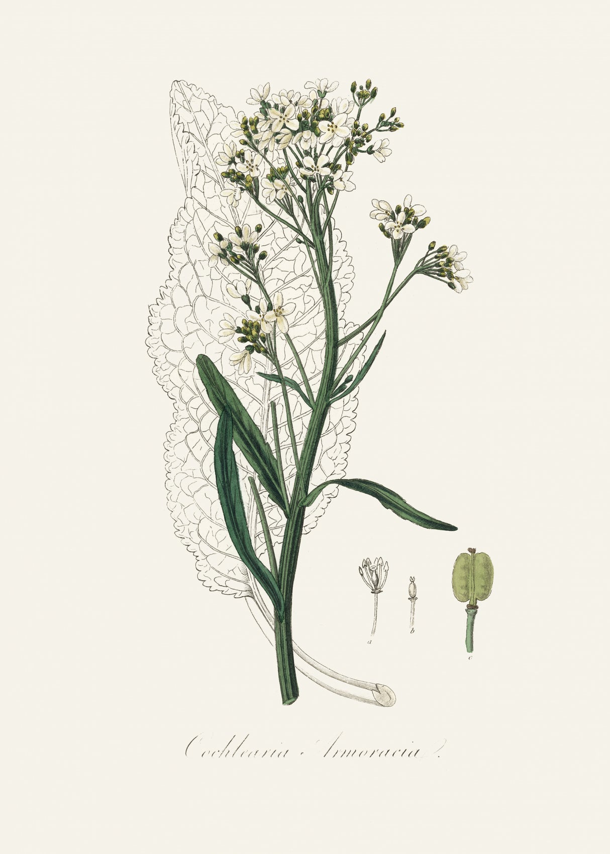 Horseradish (cochlearia Armoracia) Medical Botany Poster och Canvastavla
