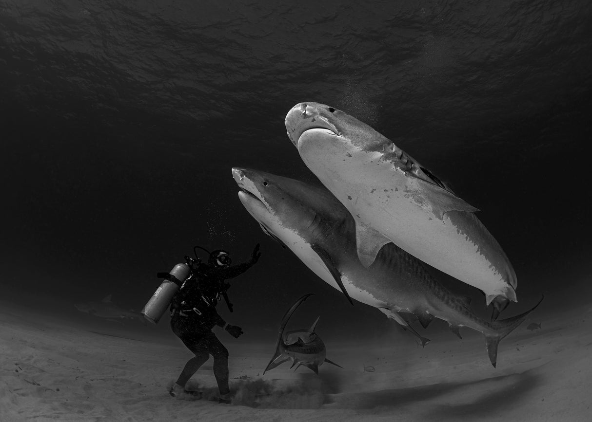 Tiger sharks Poster och Canvastavla