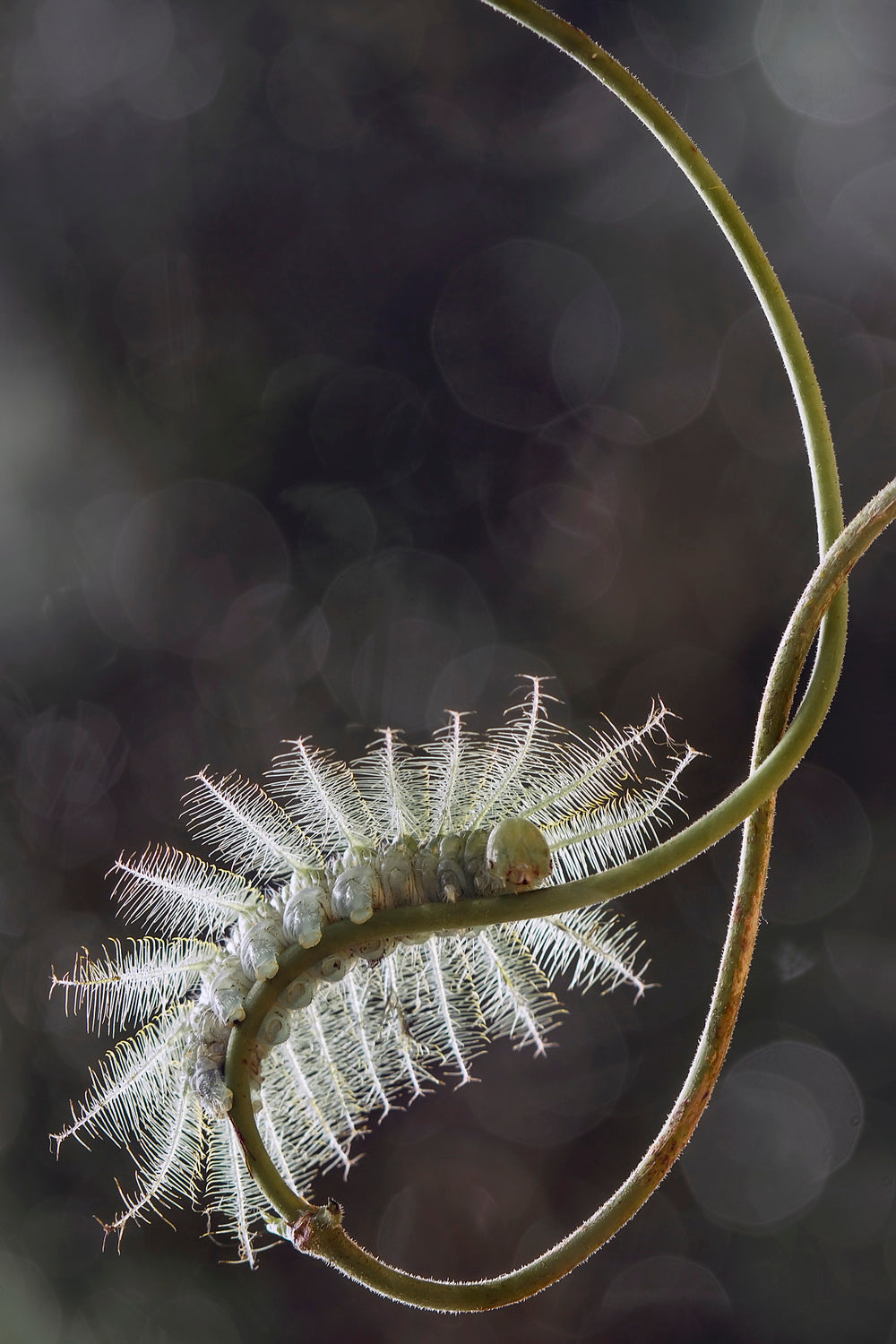 Fire Caterpillar on Unique Branch Poster och Canvastavla