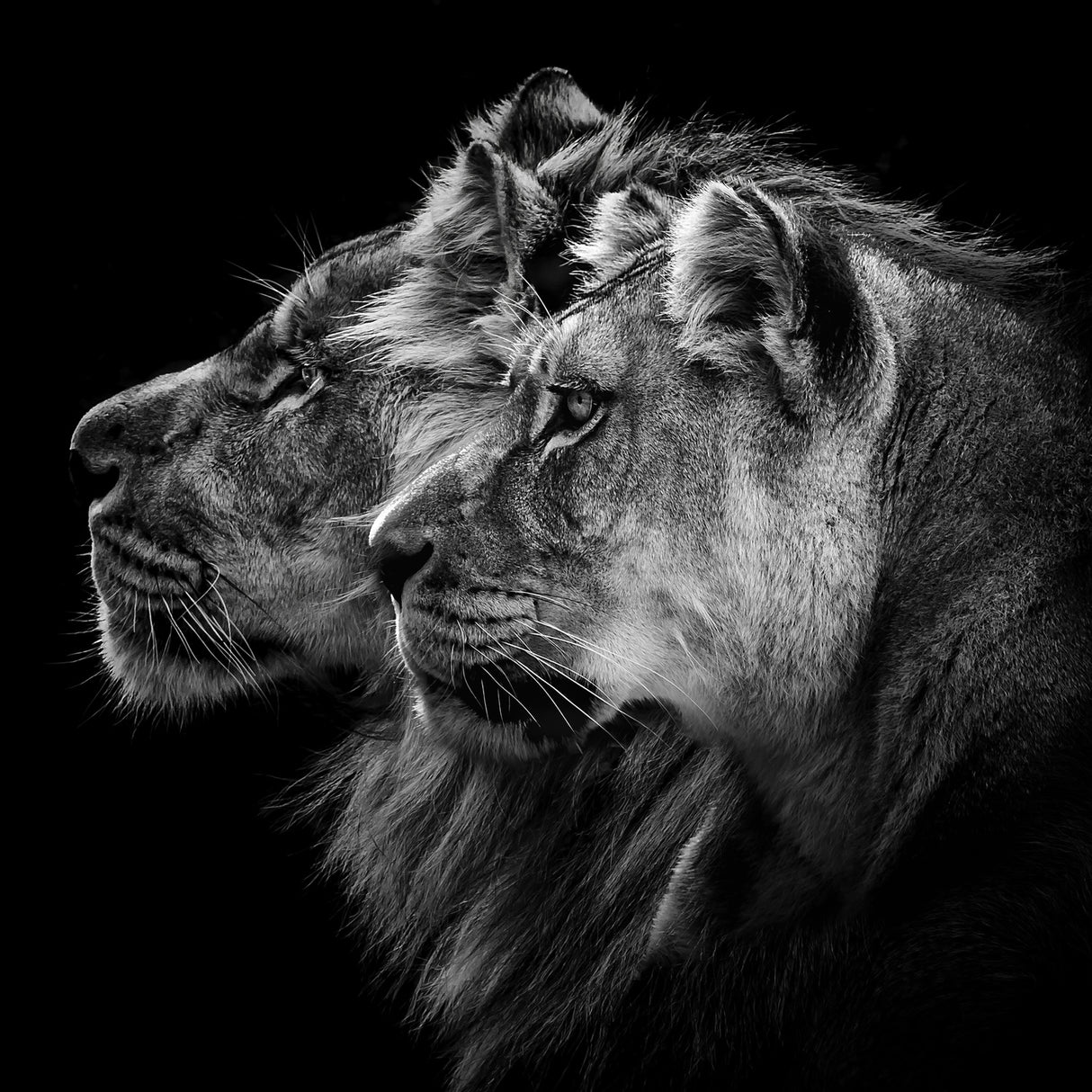 Lion and lioness portrait Poster och Canvastavla