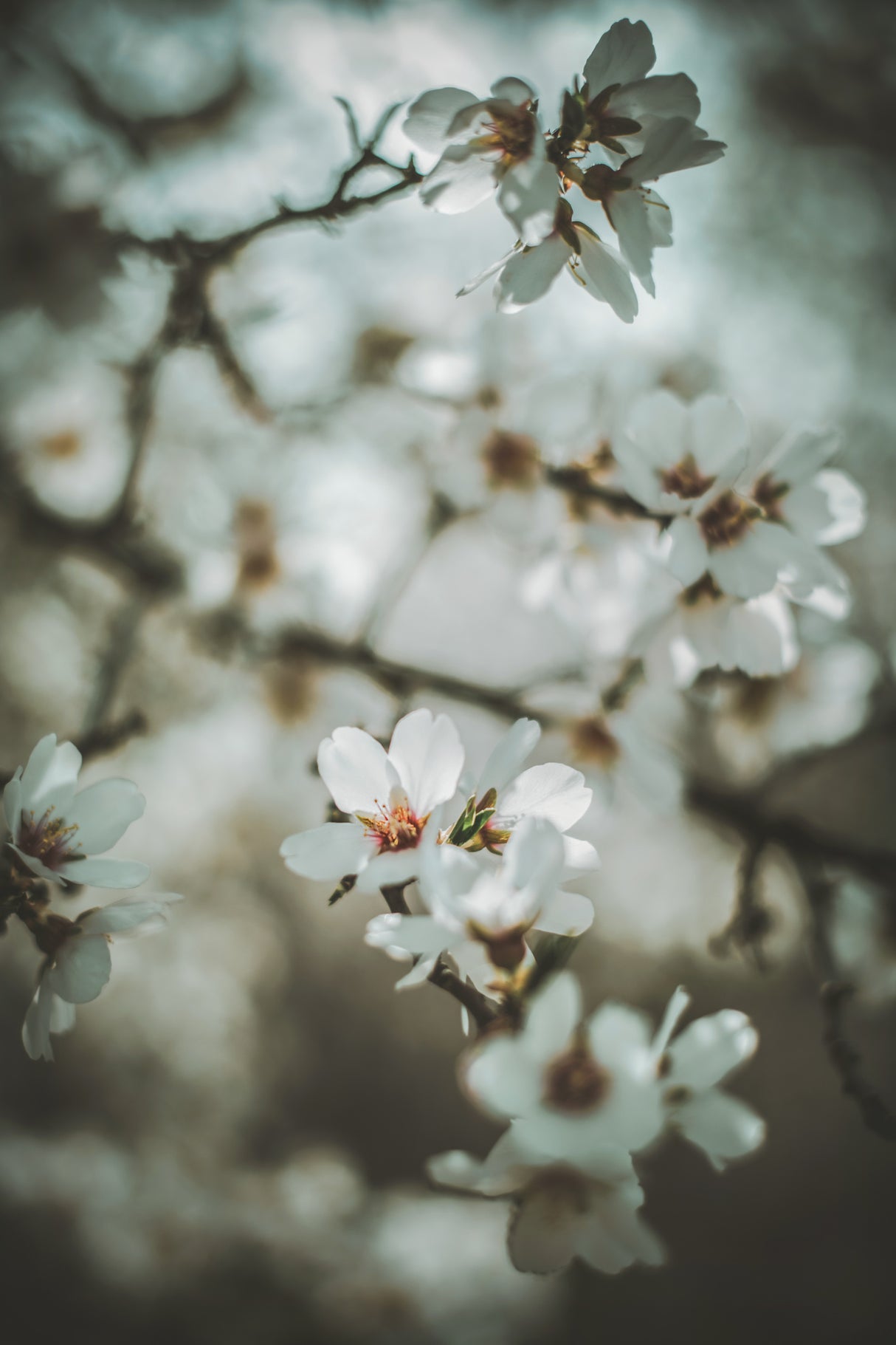 Almond Blossoms Poster och Canvastavla