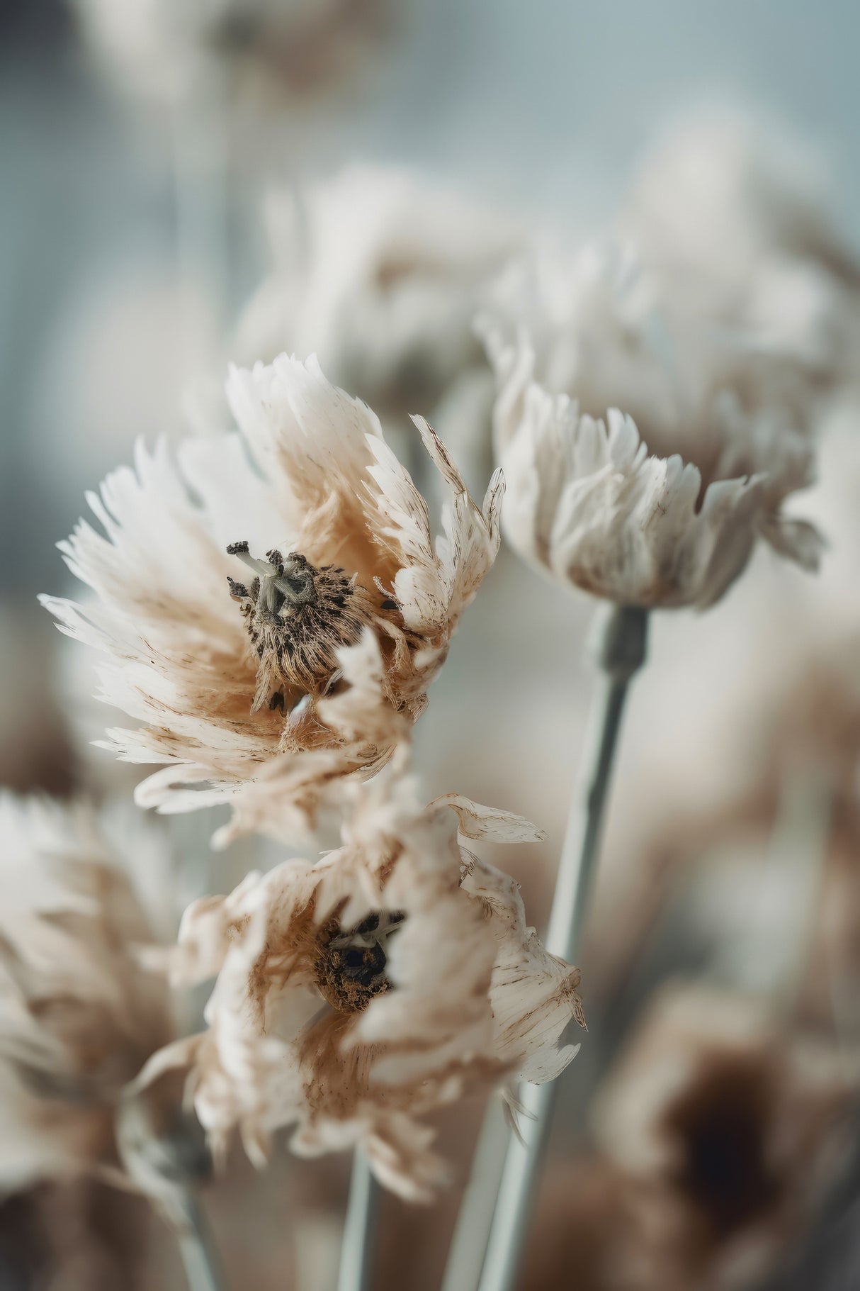 Dry Pastel Flowers No 3 Poster och Canvastavla