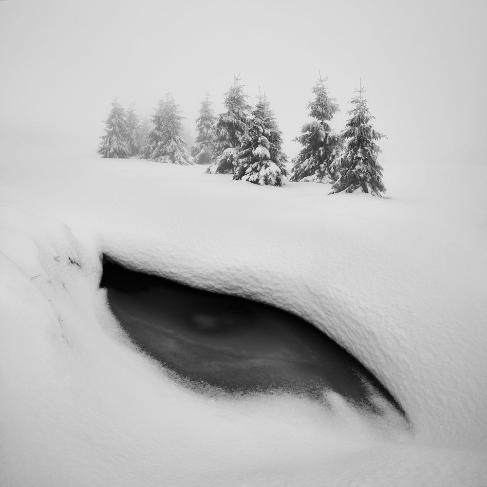 Dragon eye Poster och Canvastavla